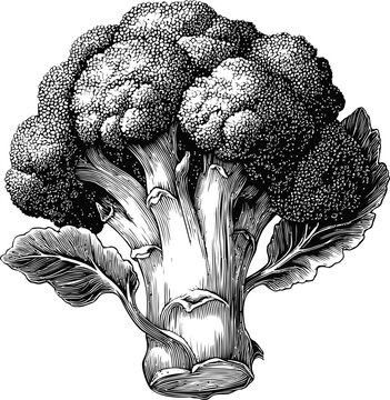 Intricate black and white illustration of a detailed broccoli head. Vector illustration