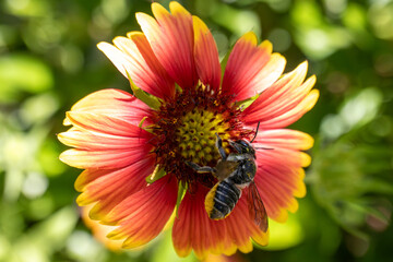 Black Carpenter Bee on Vibrant Gaillardia Blanket Flower