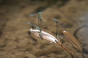 Dragonfly insect at spring macro photography
