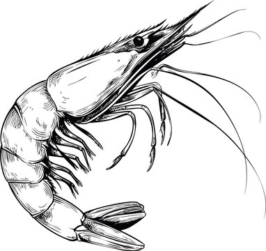 Detailed black and white illustration of a shrimp with intricate linework. Vector illustration