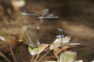 Dragonfly insect at spring macro photography