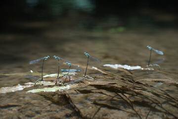 Dragonfly insect at spring macro photography