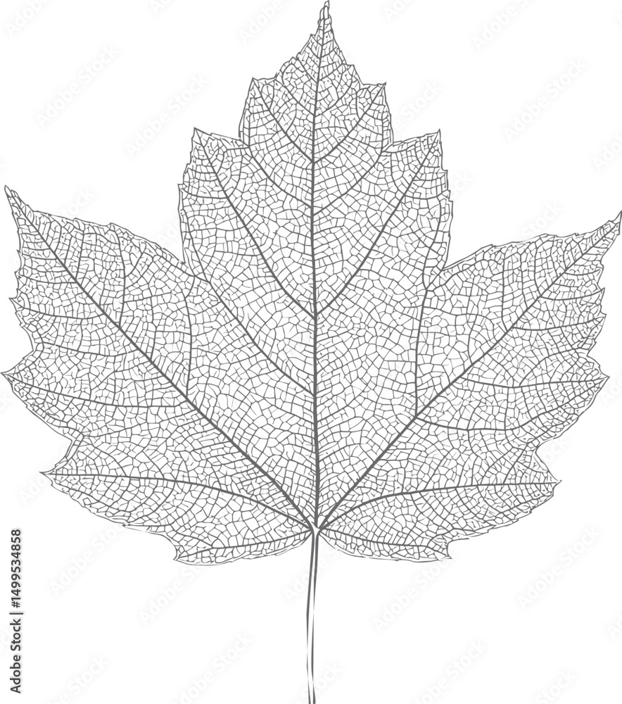 Poster intricate line drawing of a maple leaf with detailed venation pattern. vector illustration