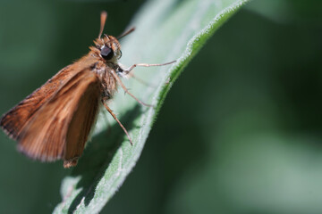 Butterfly Coleoptera insect on a flower at spring macro photography