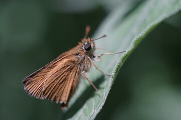 Butterfly Coleoptera insect on a flower at spring macro photography
