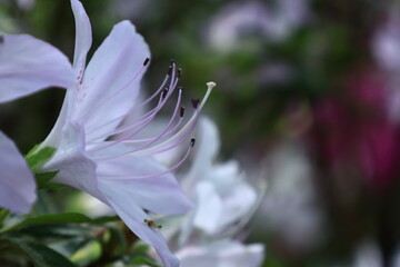 Fototapeta premium 咲き誇る情熱の花