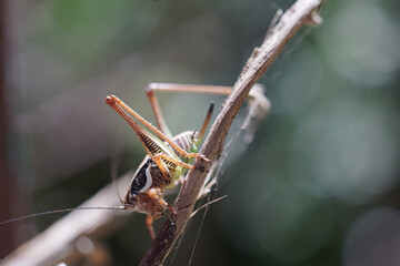 Grasshopper cricket insect at spring macro photography
