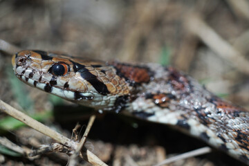 Snake with colors in the forest
