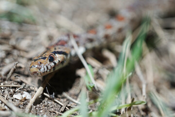 Snake with colors in the forest