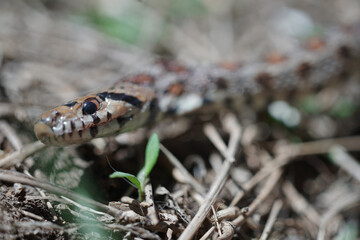 Snake with colors in the forest