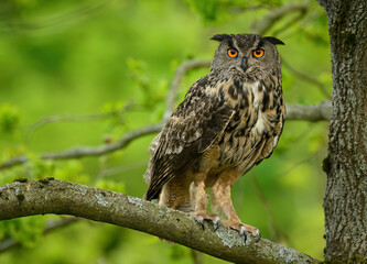 Eurasian eagle owl ( Bubo bubo ) close up