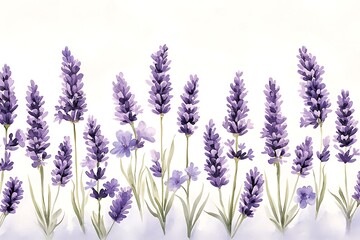 Naklejka premium Elegant lavender field watercolor illustration
