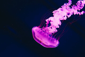 Bright purple jellyfish gliding through dark water in an aquatic exhibit