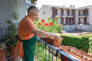 Senior man gardener wearing apron arranging flower pots on balcony railing, enjoying his hobby during sunny day, cultivating colorful geraniums and other plants