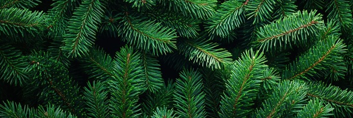 Close-up of lush evergreen branches