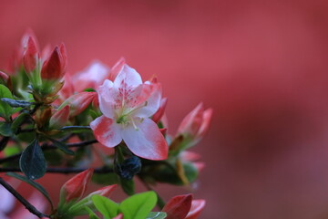 Obraz premium 咲き誇る情熱の花