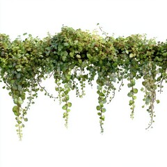 Cascade of Green Dichondra Argentea Silver Falls Plant Against White Backdrop Studio Shot Hanging Vines Trailing Foliage Indoor Garden Decoration