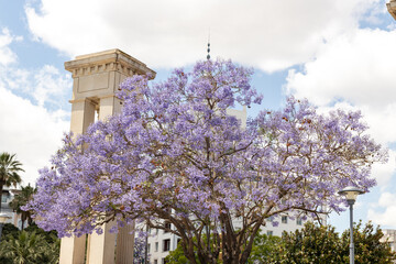 Vibrant jacaranda tree in full bloom with stunning purple flowers against a bright blue sky and...