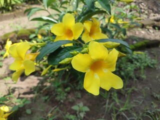 Allamanda cathartica, known as golden trumpet, is a vibrant flowering plant with bright yellow blooms, often seen in tropical gardens, symbolizing cheer and energy.