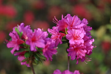 Obraz premium 咲き誇る情熱の花