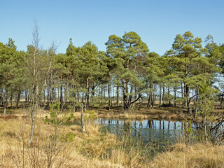 Landschaft im Pietzmoor in der Lüneburger Heide bei Schneverdingen, Deutschland