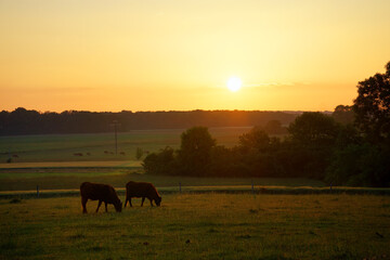 Cattle in  in the Vexin Français Regional Nature Park.	Guernes village. 