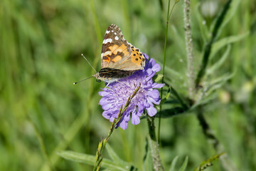 Painted Lady (Vanessa Cardui) Butterfly sitting on a small scabious in Zurich, Switzerland
