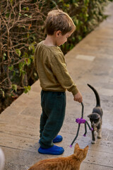 Little boy playing with cats outdoors.