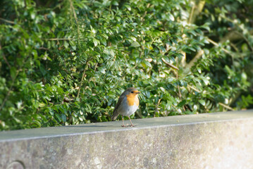 European robin (Erithacus rubecula) sitting on a stone in Zurich, Switzerland