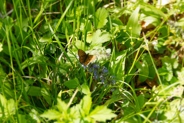 Small pearl-bordered fritillary butterfly (Boloria selene) sitting on blue flower in Zurich, Switzerland