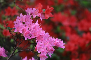 咲き誇る情熱の花