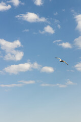 Bird soaring gracefully in a clear blue sky with fluffy white clouds, capturing the essence of freedom and tranquility in nature's beauty