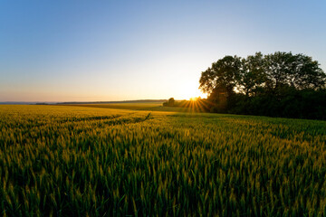 Wheat fields in the Vexin Fran&ccedil;ais Regional Nature Park. Guernes village	