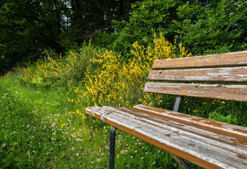 Alte Holz Wanderbank steht am Waldrand am Feld