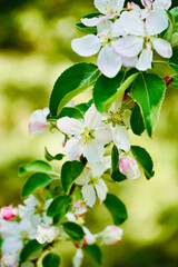 Delicate Apple Blossom Branch in Spring.