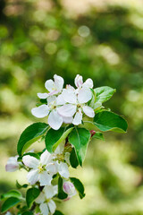 Delicate Apple Blossom Branch in Spring.