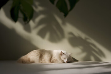 serene cat gently sleeping on windowsill bathed in soft warm light