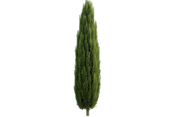 Tall, slender evergreen tree with dense, dark-green foliage, isolated on black background