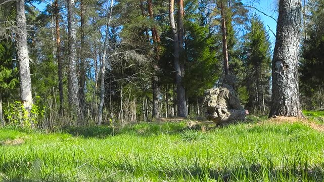 Low angle footage of a British amry soldier camoflaged, squatting and hiding behind a tree in a forest during a gorgeous warm and sunny summer day, with blue sky visible. Ma is keeping watch over area