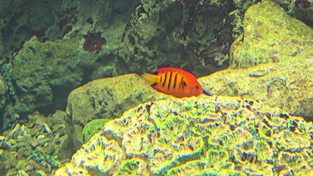 Flame angelfish, Centropyge loriculus, swimming undersea.