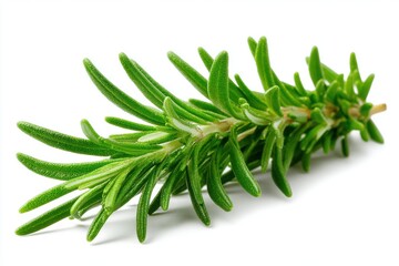 Fototapeta premium A close-up studio shot of a vibrant green rosemary sprig, showcasing its fresh, aromatic leaves and delicate details, isolated against a pure white background.