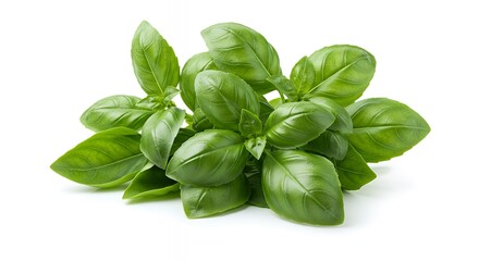 Fototapeta premium Fresh Green Basil Sprig Isolated on White Background