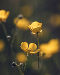 Field of buttercups