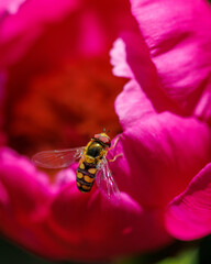 Bee on a peony