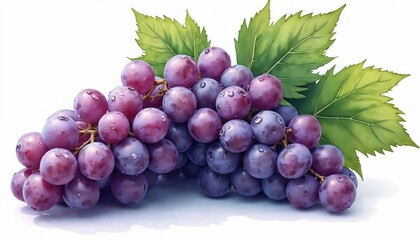 Fototapeta premium Illustration shows realistic purple grapes bunch with fresh green leaves on white background. Detailed fruit drawing. Nature, food, harvest themes. Healthy organic sweet tasty juicy fresh berries