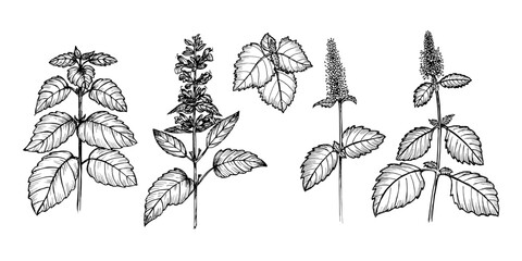 Patchouli herb botanical sketch illustration set for natural wellness, medicinal garden, essential oil aromatherapy, and eco cooking. Hand-drawn engraving outline illustration on white background