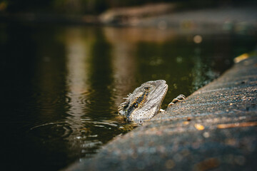 Lizard poking head out of water