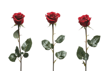 Three dark red roses, stems, thorns, and leaves, against a black background, are meticulously arranged in a row