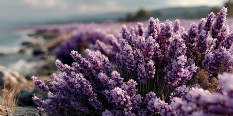 Vibrant Lavender Field in Full Bloom