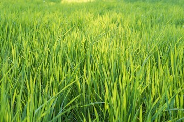 Green grass field in spring light. Grass texture for design. Grassy natural background.